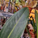 Anthurium 'Jungle Bush'