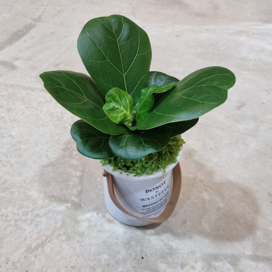 Plants | Shop Online at Ban Nee Chen Nursery – Page 2