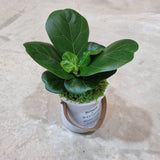 Ficus lyrata 'Bambino'