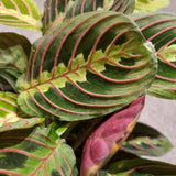 Maranta leuconeura 'Fascinator' in Ø15CM Pot