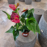 Anthurium Red in Ø12CM Pot