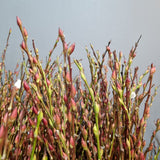 Pussy Willow 银柳 (Bundle of 10 Branches)