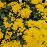 Chrysanthemum 菊花