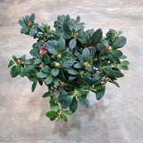 Camellia azalea in Ø30CM Pot