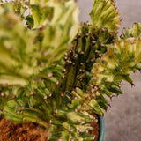 Euphorbia lactea 'Cristata' (Coral Cactus) in Ø10CM Pot