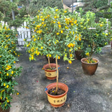 Kumquat 金桔