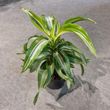 Dracaena fragrans Variegated Mixed in Ø12CM Pot