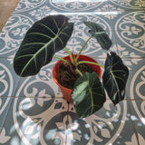 Alocasia reginula 'Black Velvet' in Ø12CM Pot