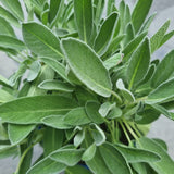 Sage in Ø15CM Pot