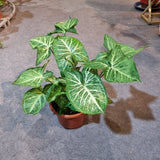 Syngonium podophyllum 'Batik'