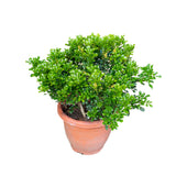 Aglaia odorata (Chinese Perfume Plant) in Ø23CM Pot