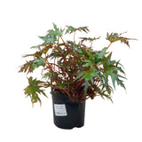 Begonia U614 'Himalayan' in Ø14CM Pot (Europe)