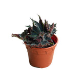 Begonia Rex in Ø12CM Pot