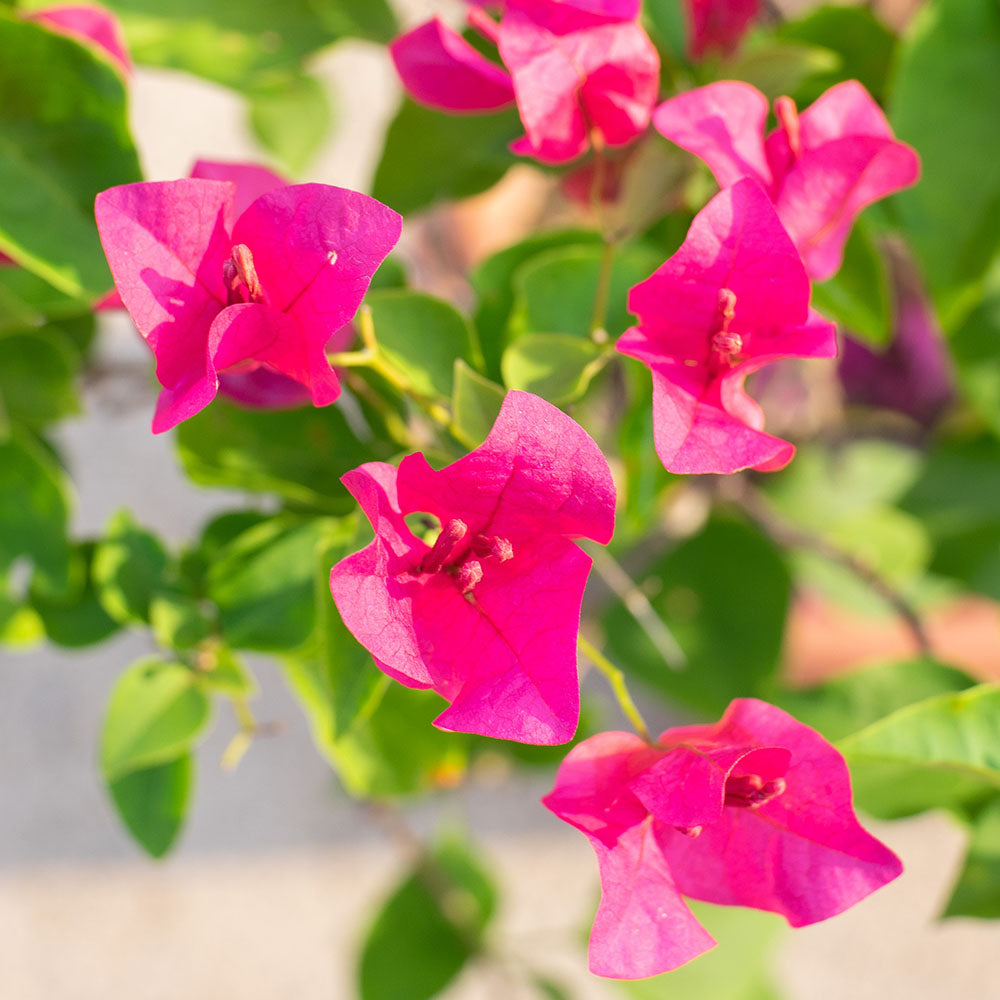 Bougainvillea in Ø25CM Pot | Shop Online at Ban Nee Chen Nursery