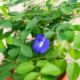 Clitoria ternatea 'Blue Pea' in Ø16CM Pot