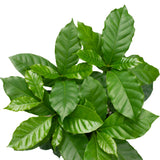 Coffea arabica (Coffee Plant) in Ø15CM Pot