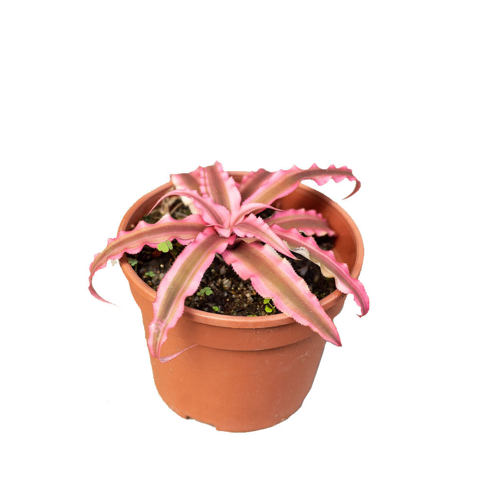 Cryptanthus bivittatus 'Pink Starlite' in Ø10CM Pot