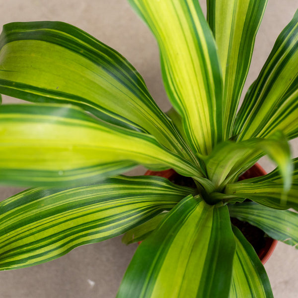 Dracaena fragrans 'Golden Heart' in Ø14CM Pot | Shop Online at Ban Nee ...