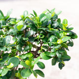 Ficus Ginseng Bonsai in Ø24CM Pot