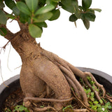 Ficus Ginseng Bonsai in Ø30CM Pot