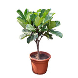 Ficus lyrata (Fiddle-leaf Fig) in Ø30CM Pot