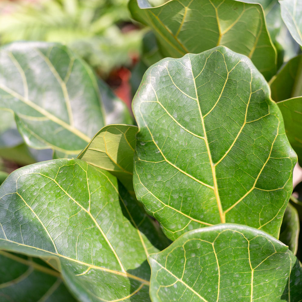 Ficus lyrata (Fiddle-leaf Fig) in Ø30CM Pot