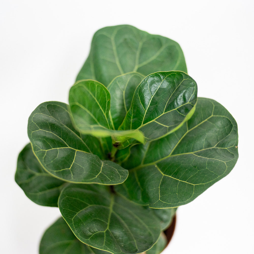 Ficus lyrata 'Bambino' | Shop Online at Ban Nee Chen Nursery