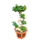 Ficus microcarpa Bonsai 'Curved Trunk' in Ø30CM Pot