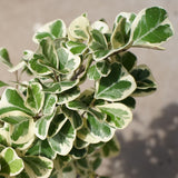 Ficus triangularis 'Variegata' in Ø10CM Pot