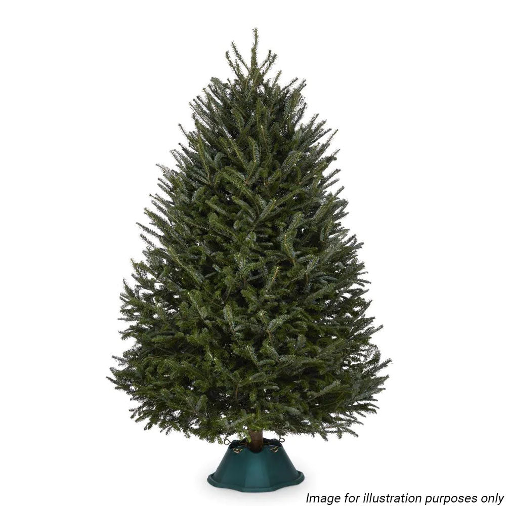 Fraser Fir Christmas Tree with Stand (6-7ft / 175-200CM)
