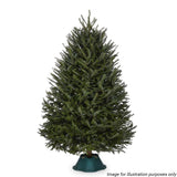 Fraser Fir Christmas Tree with Stand (5-6ft / 150-175CM)