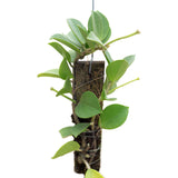 Hoya pachyclada on wood