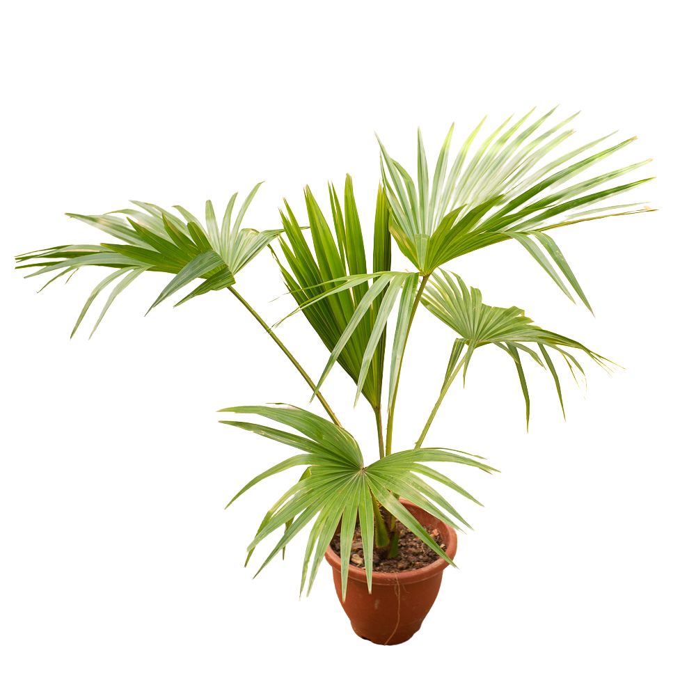 Livistona chinensis (Chinese Fan Palm) in Ø25CM Pot | Shop Online at ...