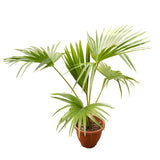 Livistona chinensis (Chinese Fan Palm) in Ø25CM Pot