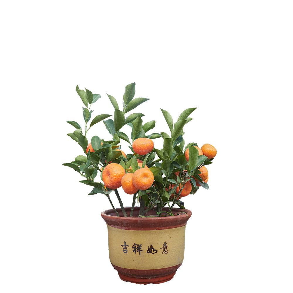 Mandarin Orange 朱砂桔