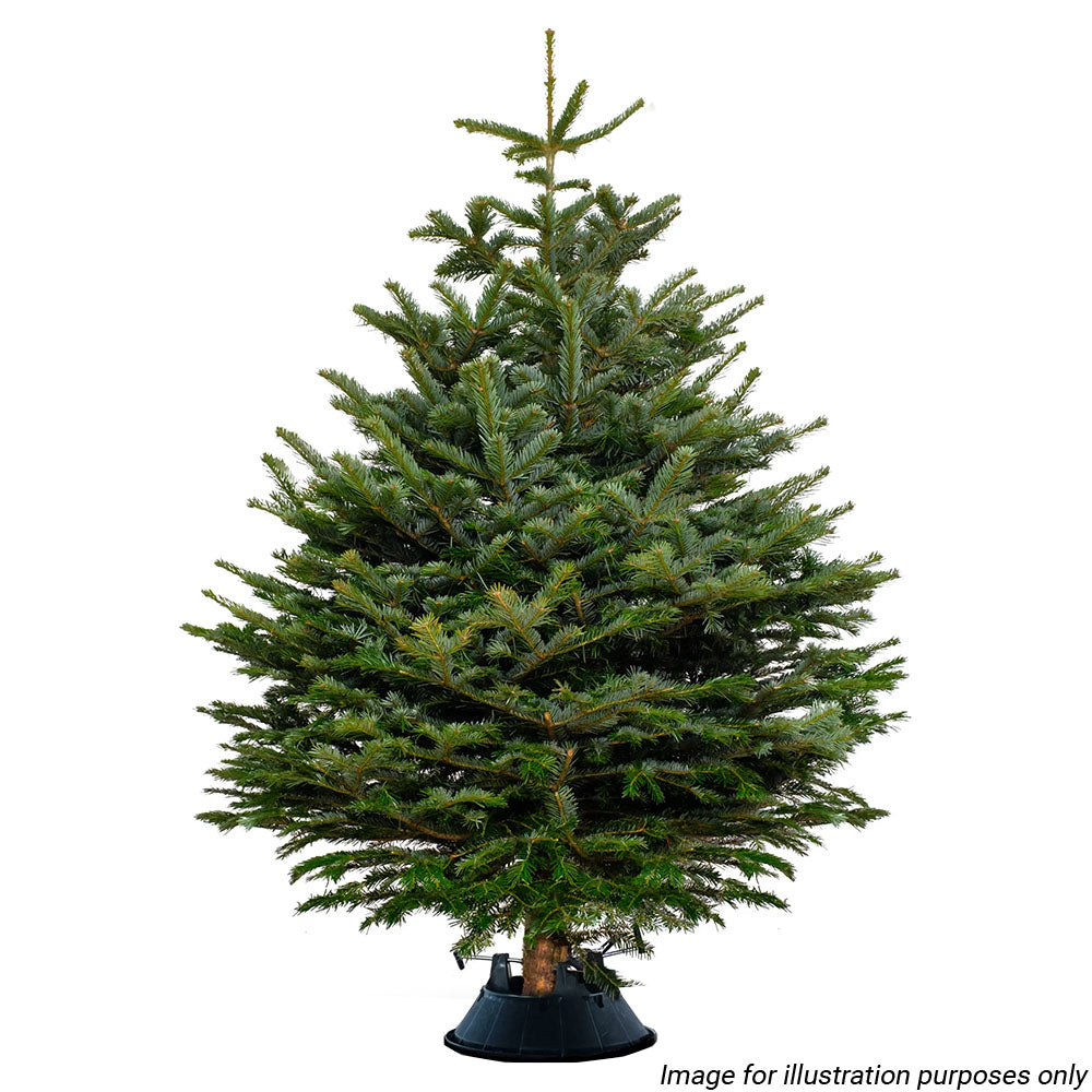 Nordmann Fir Christmas Tree with Stand (6-7ft / 175-200CM)