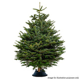 Nordmann Fir Christmas Tree with Stand (6-7ft / 175-200CM)