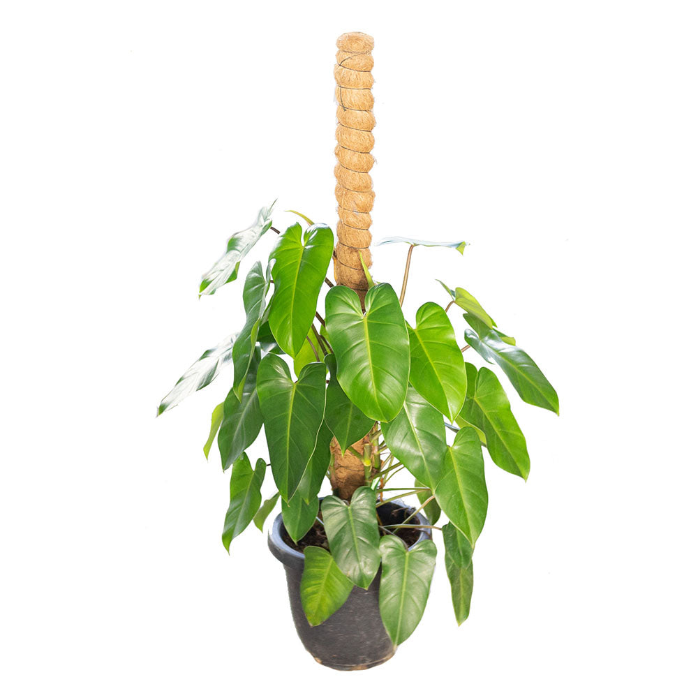 Philodendron 'Green Emerald' with 4-ft pole in Ø35CM Pot