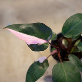Philodendron 'Pink Princess' in Ø12CM Pot