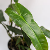 Philodendron atabapoense in Ø13CM Pot (Europe)
