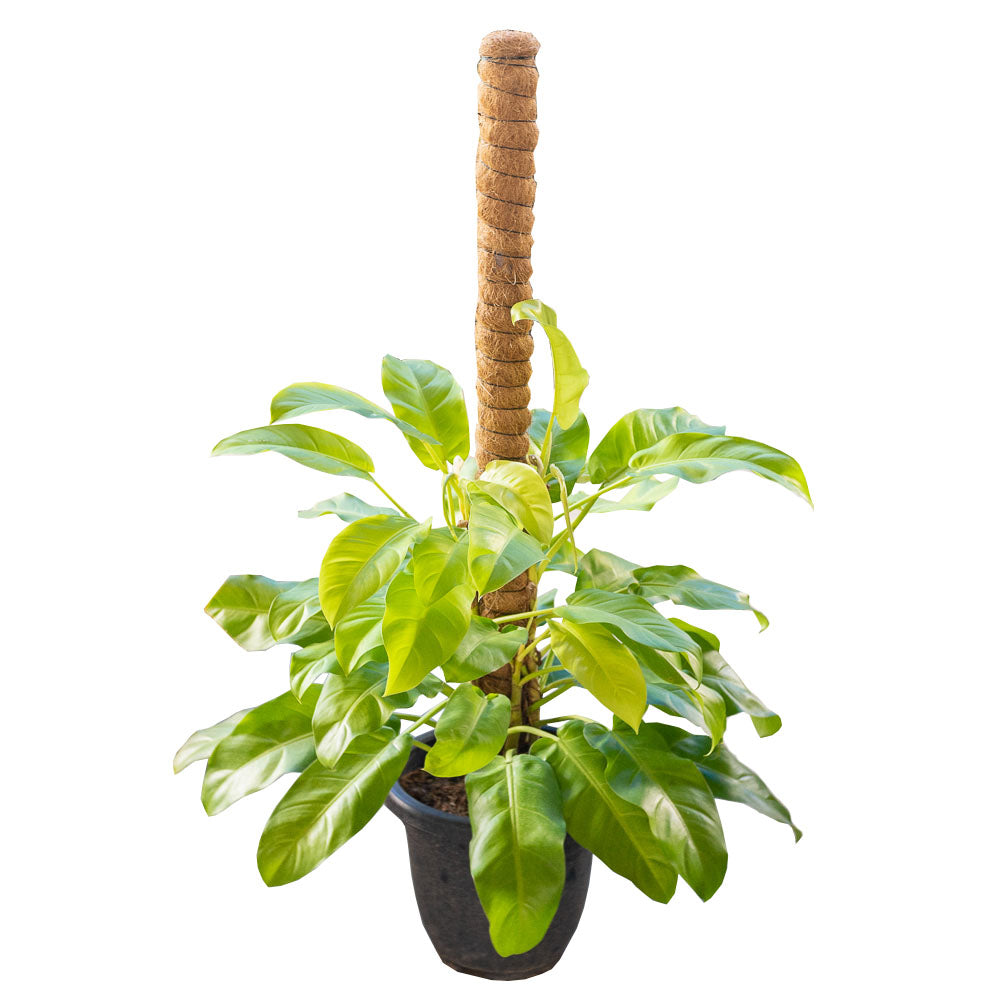 Philodendron erubescens 'Gold' with 4-ft pole in Ø28CM Pot