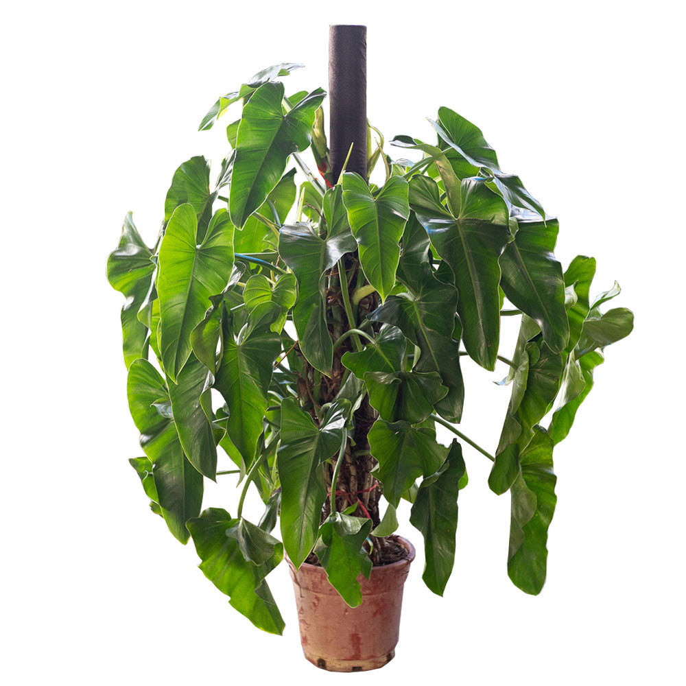 Philodendron sagittifolium with 4-ft pole in Ø30CM Pot