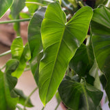 Philodendron sagittifolium with 4-ft pole in Ø30CM Pot