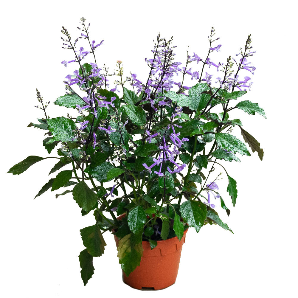 Plectranthus 'Mona Lavender' in Ø15CM Pot
