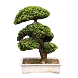 Podocarpus Bonsai 'Upright' in 70CM Pot
