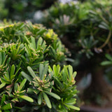 Podocarpus Bonsai 'Cascade' in 53CM Pot
