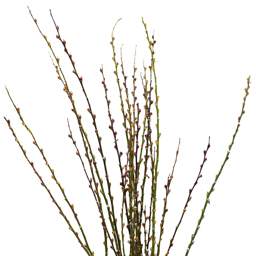 Pussy Willow 银柳 (Bundle of 10 Branches)