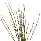 Pussy Willow 银柳 (Bundle of 10 Branches)
