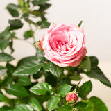 Rose in Ø10CM Pot (Europe)