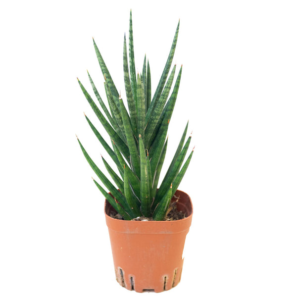 Sansevieria francisii 'Foxtail' in Ø8CM Pot | Shop Online at Ban Nee ...